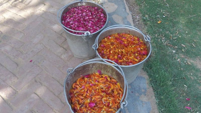 Selective collection of flower petals for making vegetable color